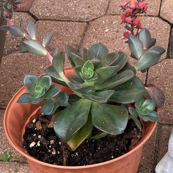 ❤️BOOKMARK🌟POSH AMBASSADOR🌟     Maria L - Picture 13 of 16